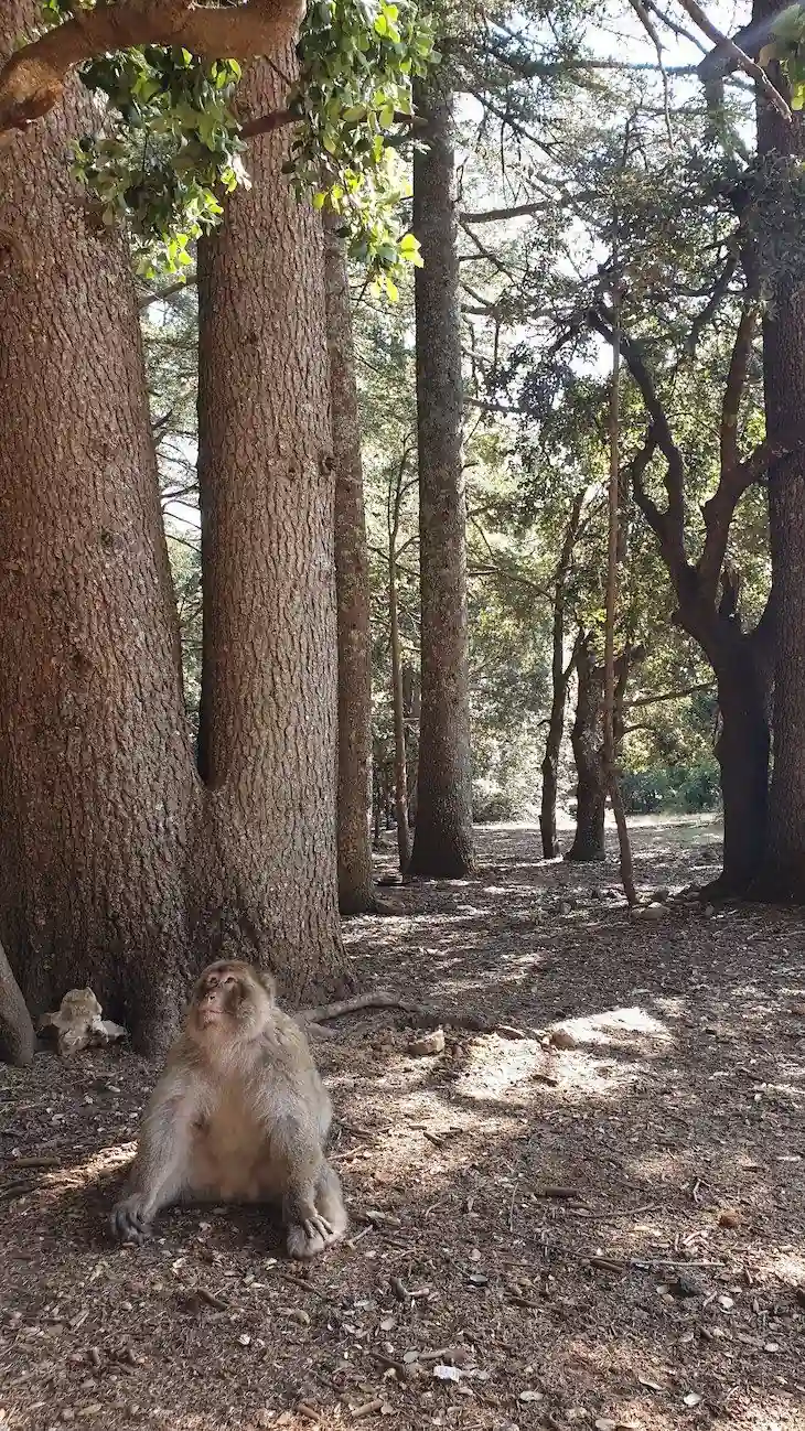Barbary macaque sitting among giant cedar trees in the Azrou forest, Morocco