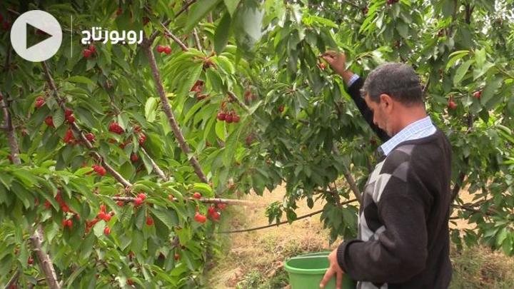 A farmer picking ripe cherries in an orchard in Sefrou Province