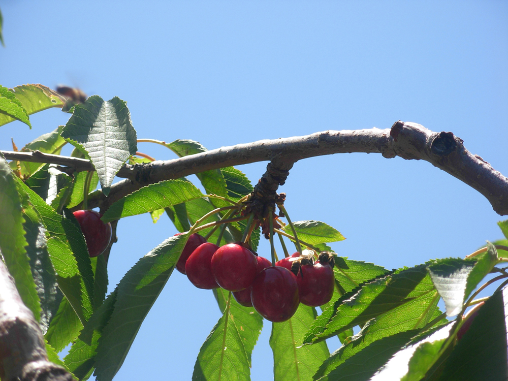 Ripe red cherries growing on a tree in the Sefrou region