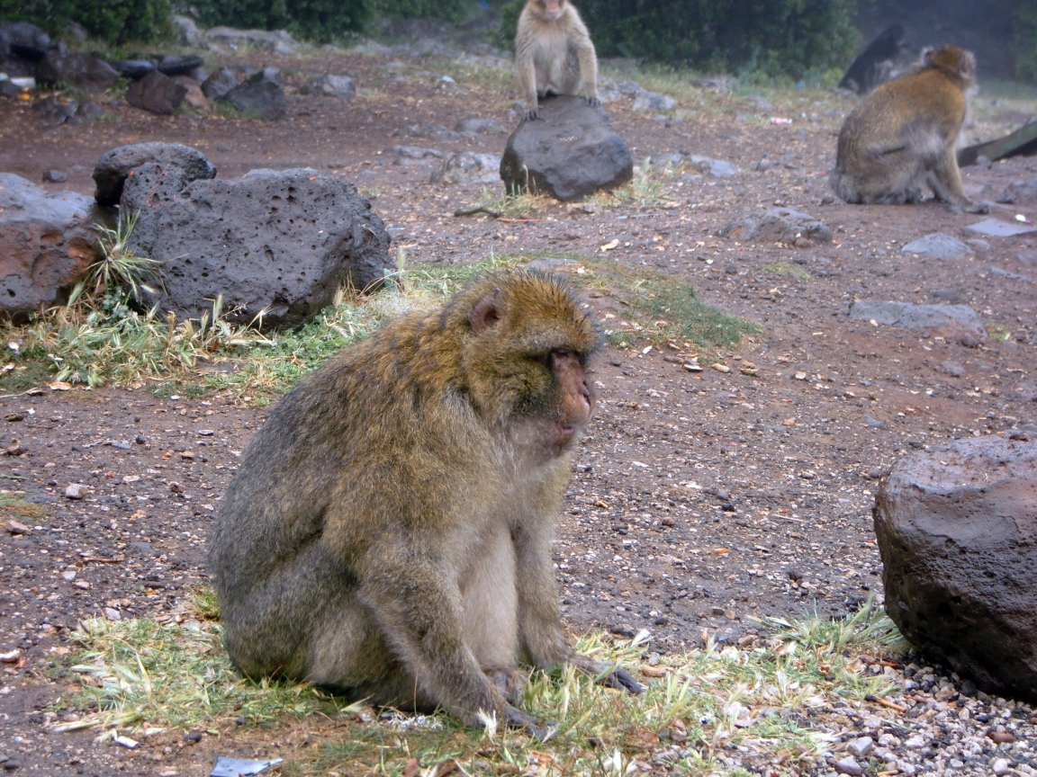 Wild Barbary macaques on rocky ground near Azrou