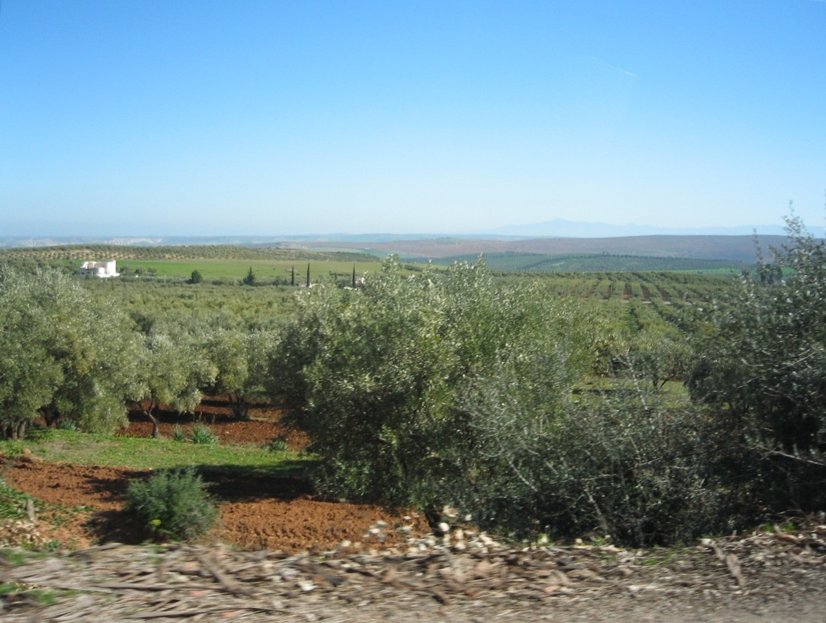 Olive groves covering the countryside between Bhalil and Sefrou